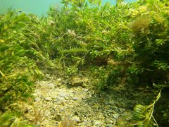 Siphonognathus argyrophanes