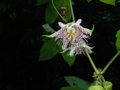 Passiflora adenopoda