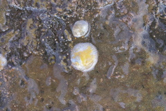 Heteranomia squamula