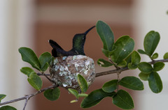 Chrysuronia leucogaster