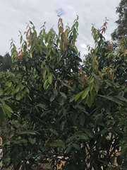 Cavendishia pubescens