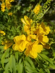 Tecoma stans
