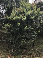 Cavendishia pubescens