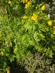 Tecoma stans