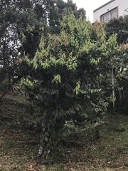 Cavendishia pubescens