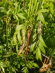 Tecoma stans