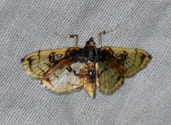 Compacta hirtalis