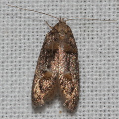 Eulechria callidesma