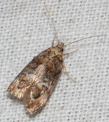 Eulechria callidesma