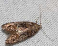 Eulechria callidesma