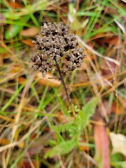 Achillea millefolium borealis