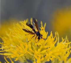 Physocephala marginata