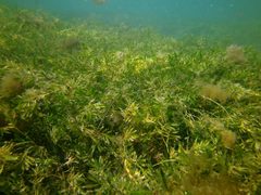 Siphonognathus argyrophanes