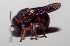 Loyolanthidium
