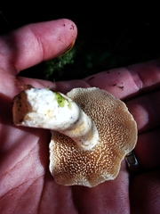Hydnum oregonense