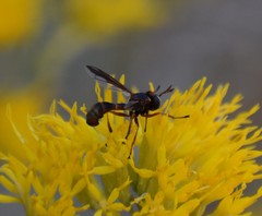 Physocephala marginata