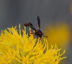 Physocephala marginata
