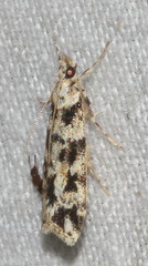 Eudonia aphrodes