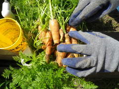 Daucus carota sativus