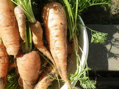 Daucus carota sativus
