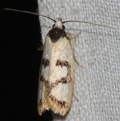 Eulechria sigmophora