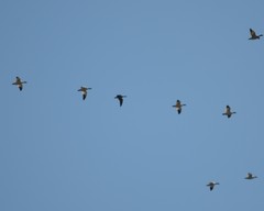 Branta hutchinsii