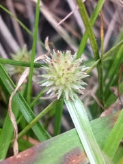 Cyperus brevifolioides