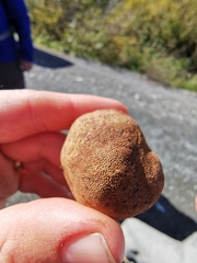 Elaphomyces granulatus