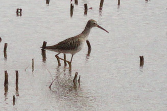 Stilt Sandpiper