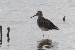 Stilt Sandpiper