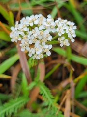 Achillea millefolium borealis
