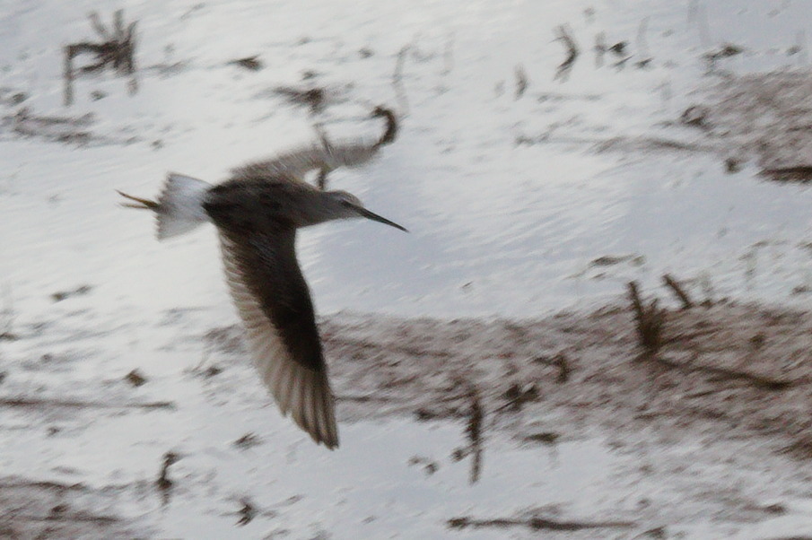 Stilt Sandpiper
