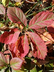 Parthenocissus quinquefolia