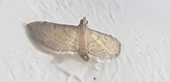 Lepidoptera