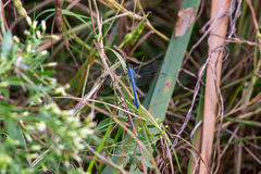 Erythemis simplicicollis