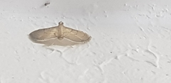 Lepidoptera