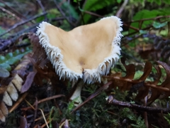 Hydnum oregonense