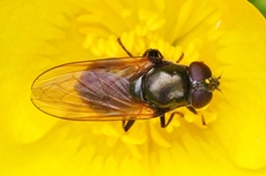 Cheilosia albitarsis
