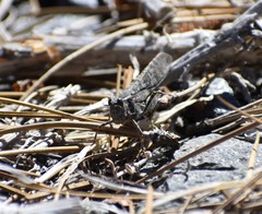 Circotettix splendidus