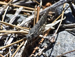 Circotettix splendidus