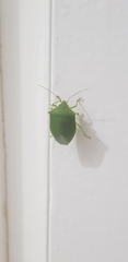 Pentatomidae