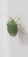 Pentatomidae