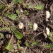 Leptinella minor - Photo (c) Jane Gosden, some rights reserved (CC BY-NC-SA), uploaded by Jane Gosden