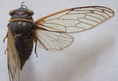 Diceroprocta bicosta