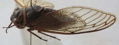 Diceroprocta bicosta
