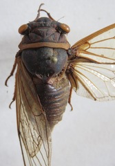 Diceroprocta bicosta