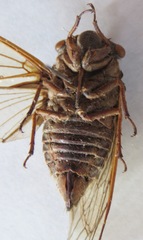 Diceroprocta bicosta