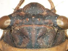 Diceroprocta bicosta