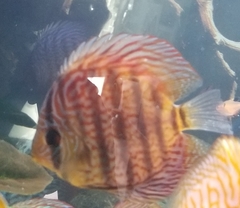 Symphysodon