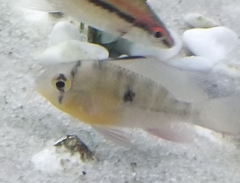 Mikrogeophagus altispinosus